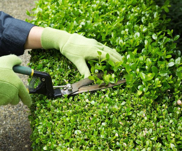 Horizontal photo of hands, wearing gloves, trimming hedges with manual shears